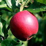 Pressephoto Apfel