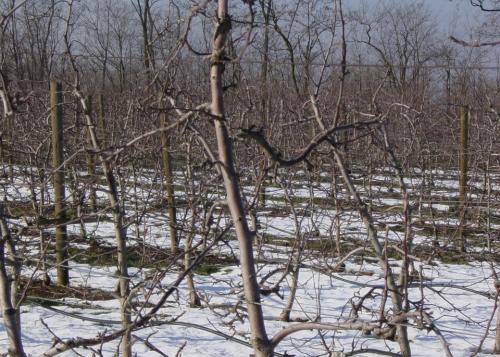 Winterruhe im Apfelgarten