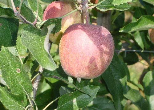 Gala Apfel am Baum