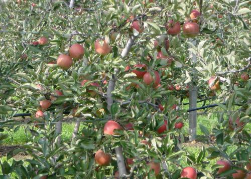 BraeburnÄpfel