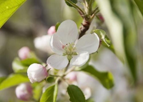 Apfelblüte