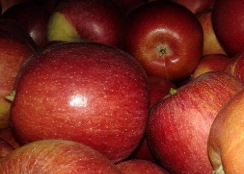 Winterapfel