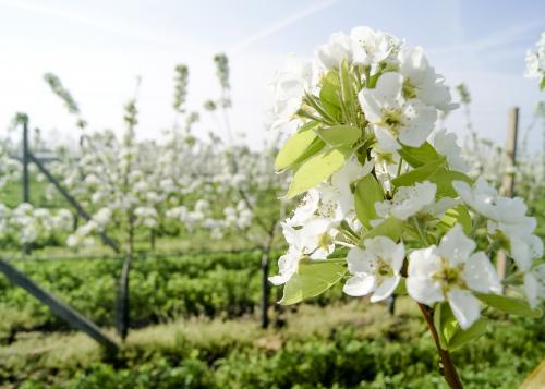 Birnen erntefrisch