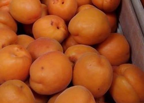 marillenmarmelade