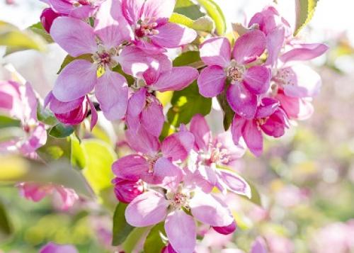 apfelblüte