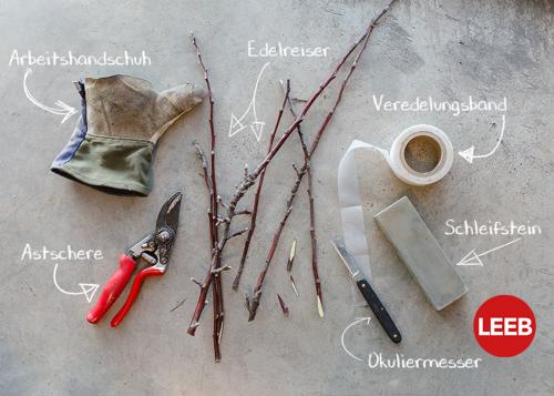 neue apfelbäume