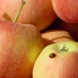 Apfel