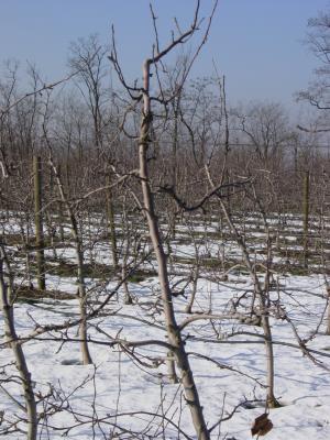Winterruhe im Apfelgarten