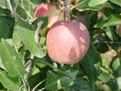 Gala Apfel am Baum