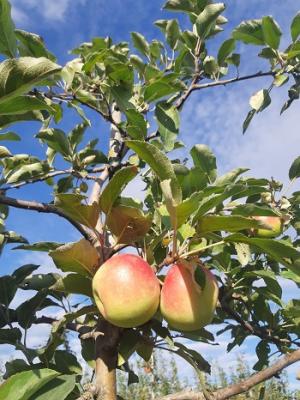apfel frisch vom baum
