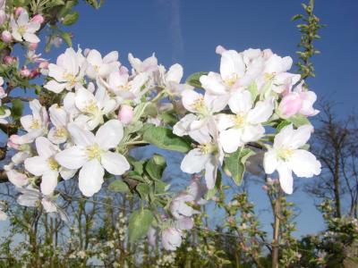Blüte