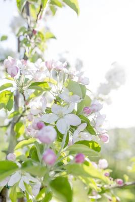 Apfelblüte