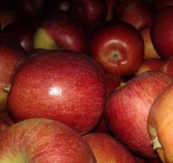 Winterapfel