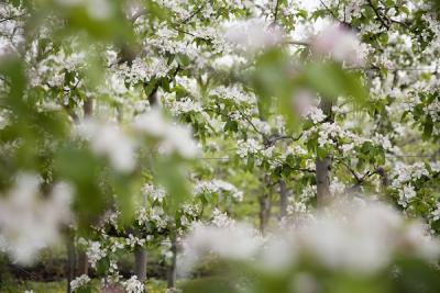 Apfelblüte
