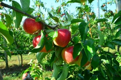 Pinova erntefrsich