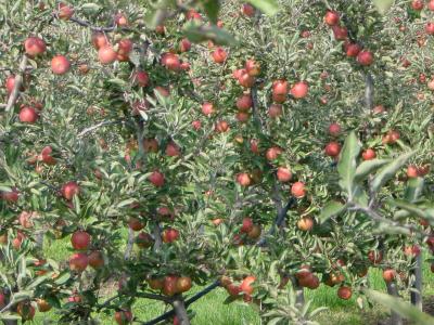 Äpfel frisch vom Baum
