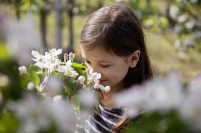 Apfelblüte
