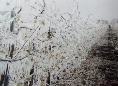 frost