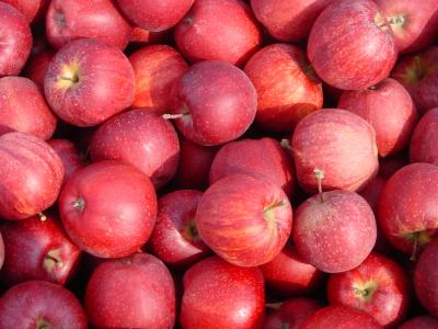 frische äpfel