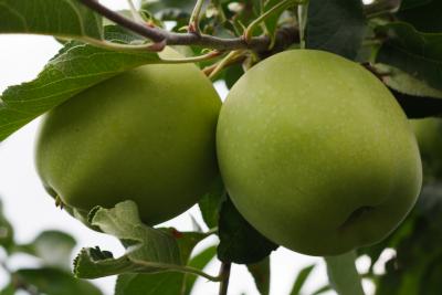 sommerapfel