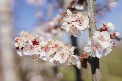 Marillenblüte