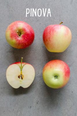 Äpfel