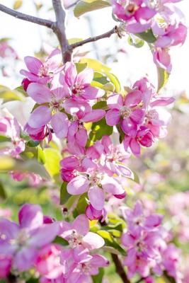 apfelblüte