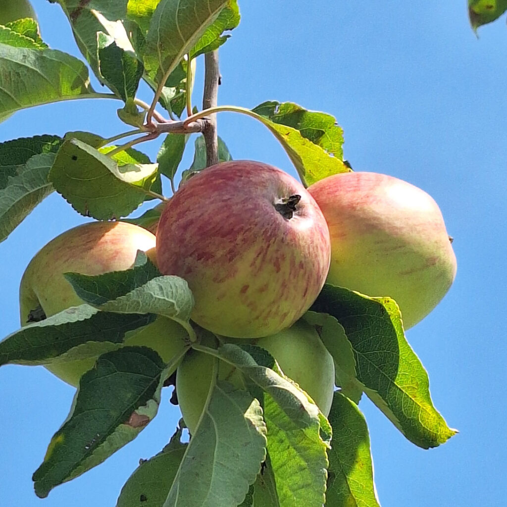 leeb_alles apfel_burgenland_piros